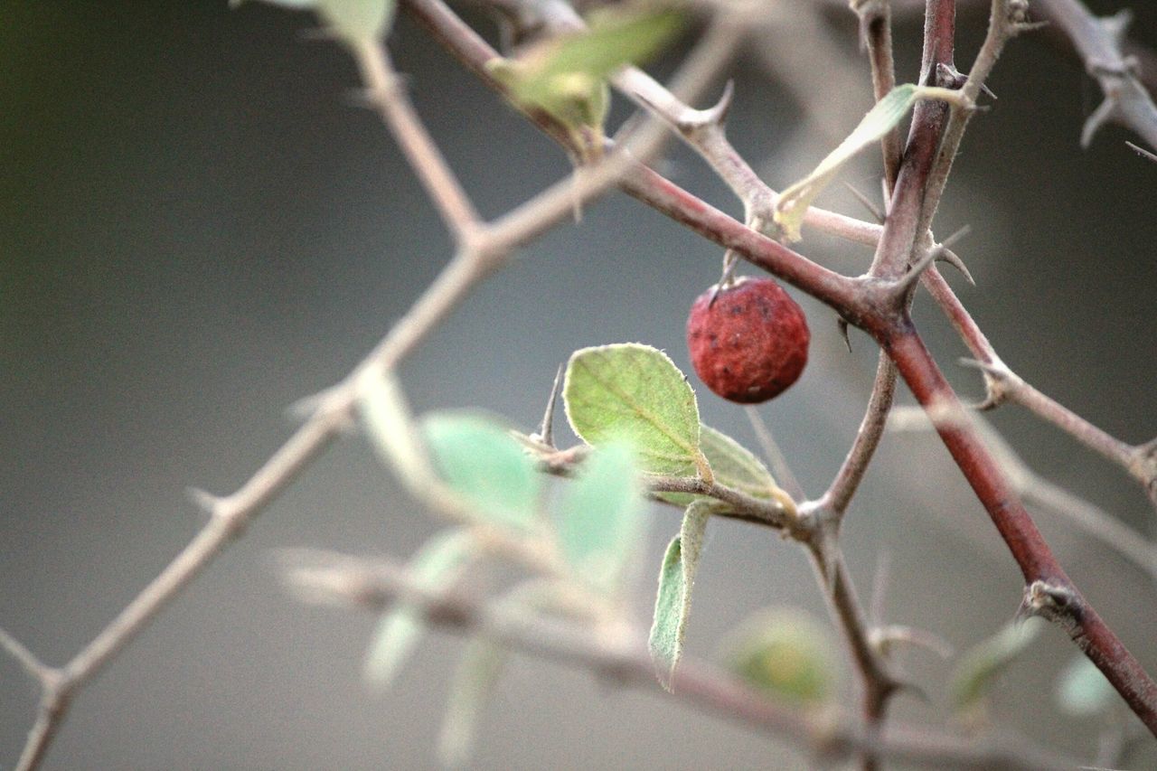 Berry plant