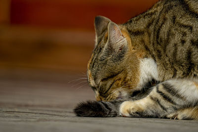 Close-up of cat sleeping