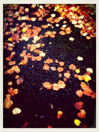 Full frame shot of autumn leaves