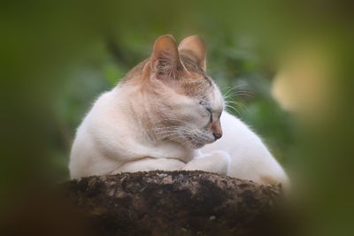 Close-up of a cat with eyes closed