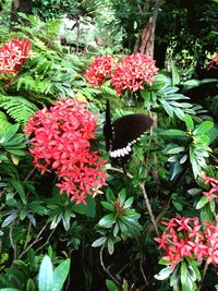 Close-up of red flowers blooming outdoors