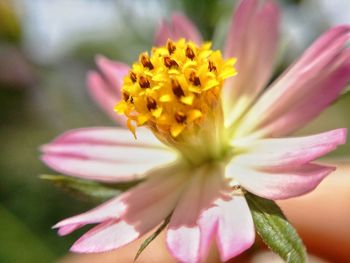 Close-up of yellow flower