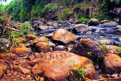 High angle view of rocks and trees in forest