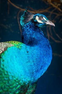 Close-up of peacock in swimming pool