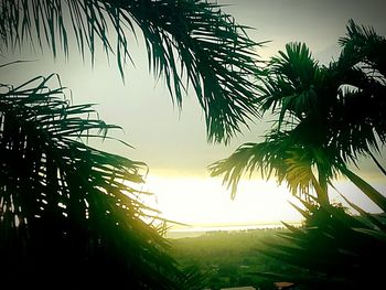 Palm trees against sky