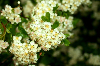 Close-up of white flowers