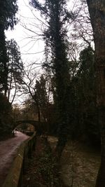 Bare trees against sky