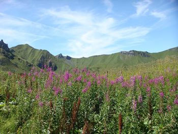 Flowers growing on field against sky