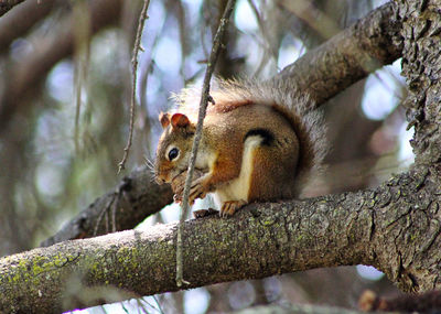 Close-up of squirrel on tree trunk