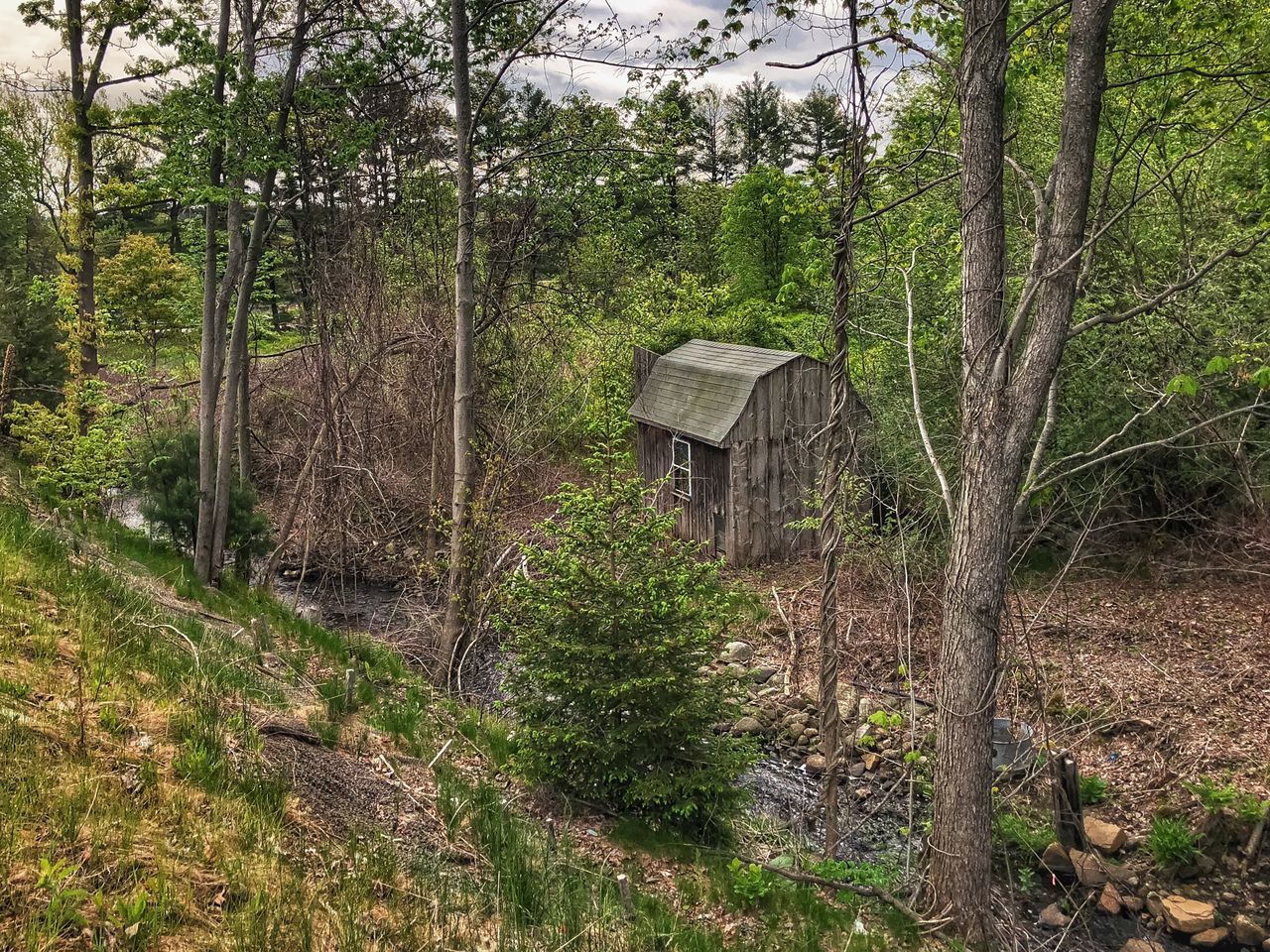 tree, plant, forest, land, growth, nature, no people, green color, tranquility, day, tree trunk, tranquil scene, non-urban scene, beauty in nature, trunk, built structure, scenics - nature, woodland, architecture, outdoors