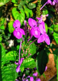 Close-up of purple flowers blooming outdoors