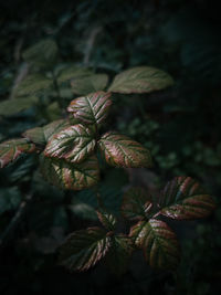 Close-up of pine cone on tree