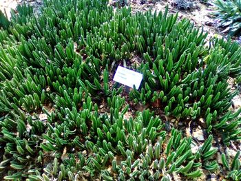 Plants growing on field