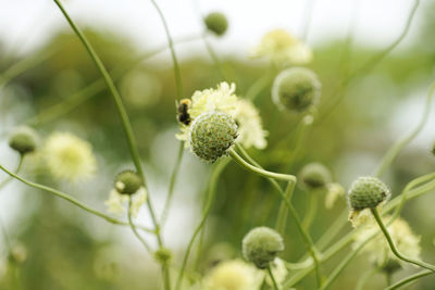Close-up of flowering plant