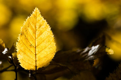 Close-up of yellow flower