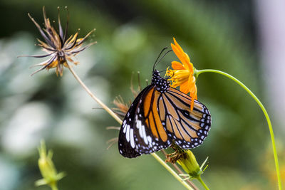 Close-up of butterfly pollinating on flower