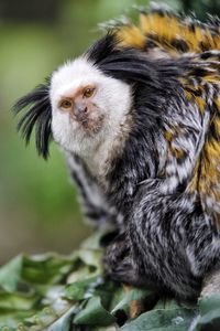 Close-up portrait of rabbit