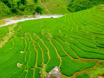 Scenic view of agricultural field