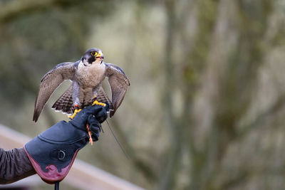 Person holding bird