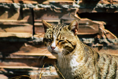 Close-up of a cat looking away