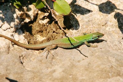 Close-up of lizard on white surface