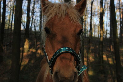 Close-up of horse