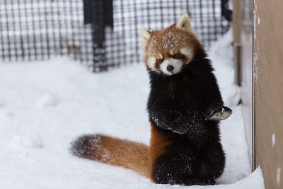Close-up of red panda on snow