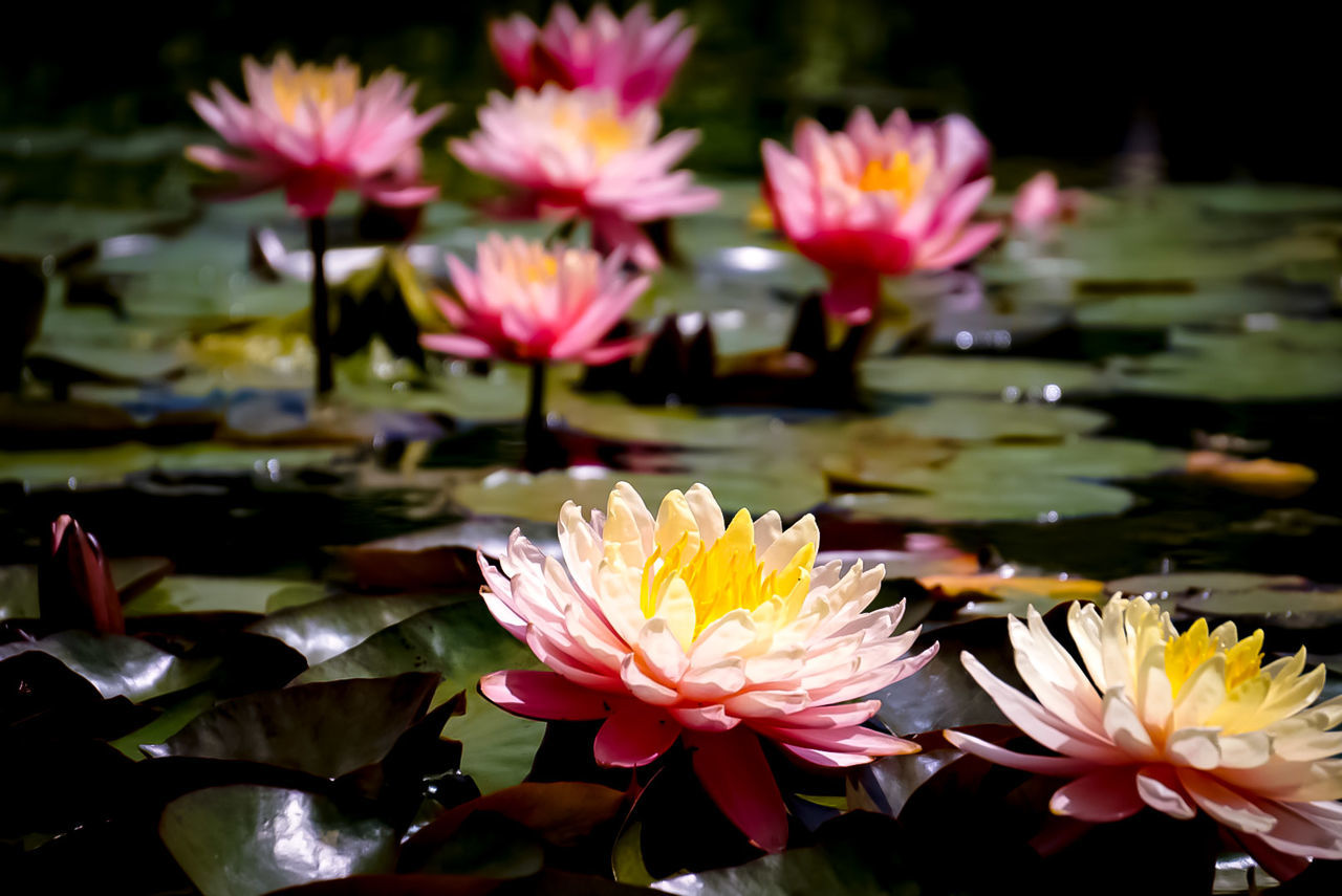 flowering plant, flower, petal, vulnerability, beauty in nature, fragility, freshness, plant, flower head, water lily, inflorescence, close-up, water, lake, growth, leaf, nature, plant part, no people, floating on water, lotus water lily, pollen