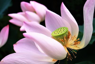 Close-up of pink water lily in lake