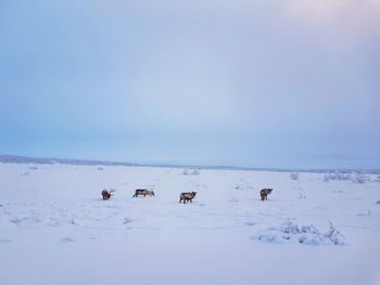 Flock of birds on snow covered land