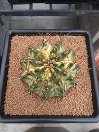 High angle view of succulent plant in pot