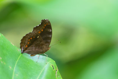 Close-up of butterfly on leaf