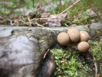 Close-up of moss growing on tree trunk