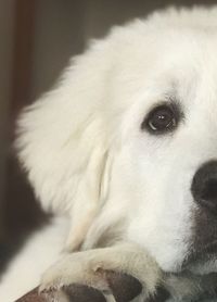 Close-up portrait of dog