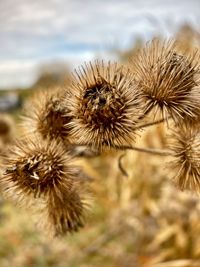 Close-up of dried plant