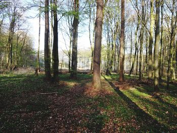 Trees in forest