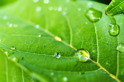 Close-up of water drops on leaves