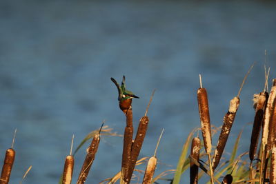 Close-up of plant on field