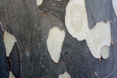 Close up of leaf
