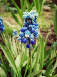 Close-up of purple flowers