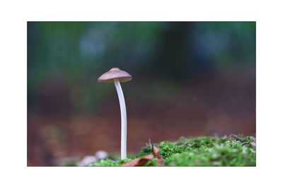 Close-up of mushroom growing on land