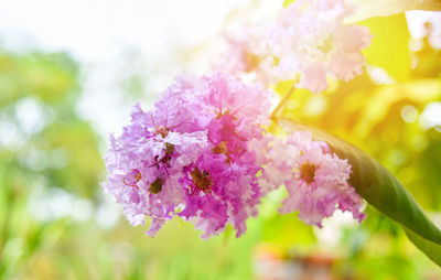 Close-up of pink flowering plant