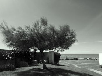 Trees on field