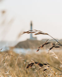 Close-up of crops on field against sky