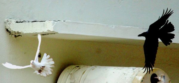 Close-up of white cat against wall at home