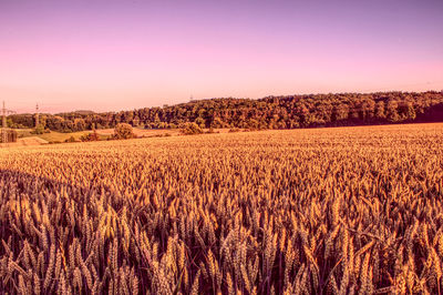 Scenic view of field against clear sky during sunset