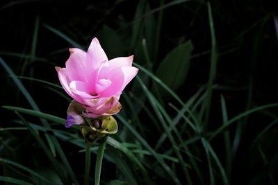 Close-up of pink flower on field