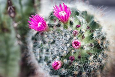 Close-up of pink succulent plant