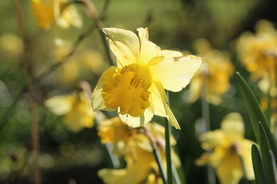 Close-up of yellow daffodil flower