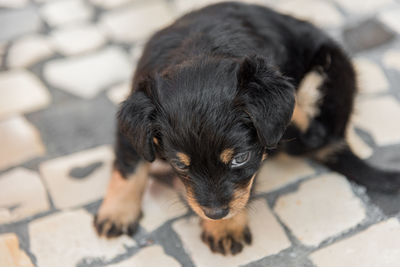 High angle portrait of a dog